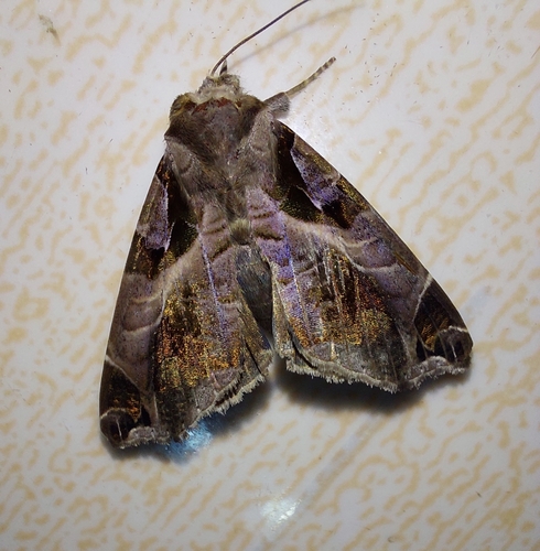 Calyptis idonea