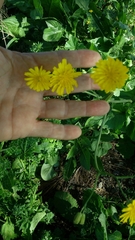 Crepis palaestina