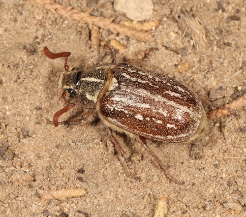 Coral Pink Dunes June Beetle