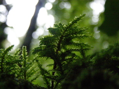 Thamnobryum alopecurum