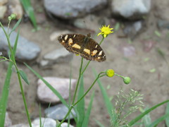 Telenassa berenice