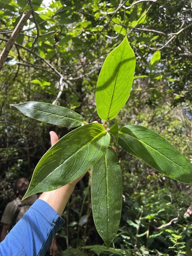 Kadua tryblium, 2023-06-20