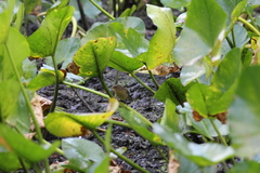 Geothlypis trichas trichas