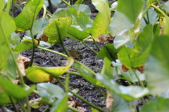Geothlypis trichas trichas