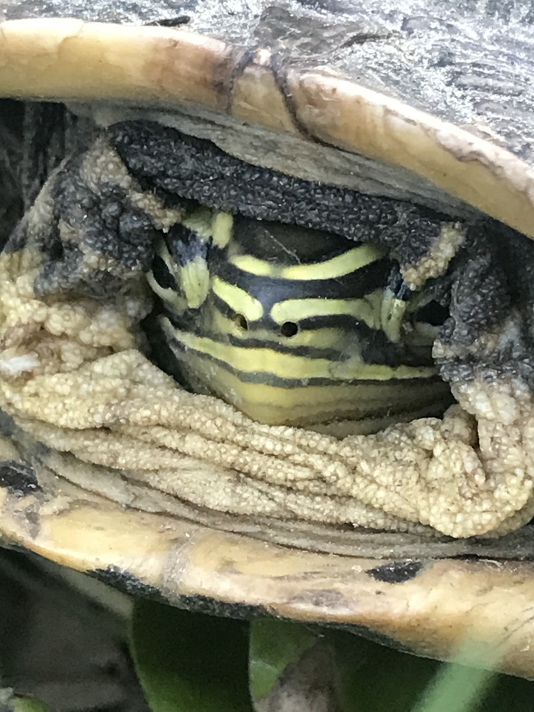 Tortue-boîte d'Amboine (Cuora amboinensis)