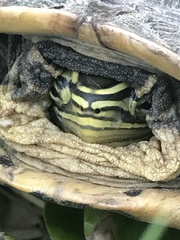 Southeast Asian Box Turtle photo 5