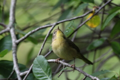 Geothlypis trichas trichas