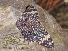 Hamadryas amphinome mazai