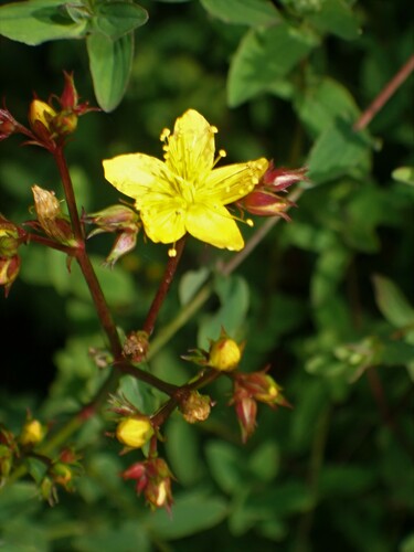 Image of Hypericum undulatum by (c) Louis Imbeau, some rights reserved (CC BY)