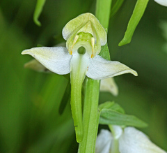 Platanthera densa