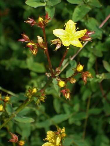 Image of Hypericum undulatum by (c) Louis Imbeau, some rights reserved (CC BY)