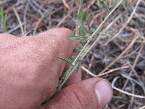 Image of Acmispon wrightii by (c) Anders Hastings, some rights reserved (CC BY)