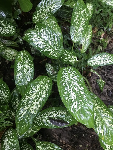 Dieffenbachia seguine
