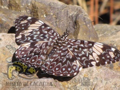 Hamadryas amphinome mazai