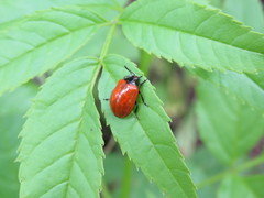 Plagiodera erythroptera