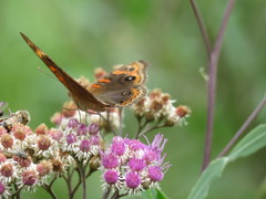 Junonia genoveva hilaris