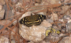 Anthanassa ptolyca amator