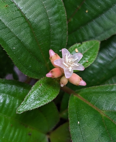 Miconia ceramicarpa