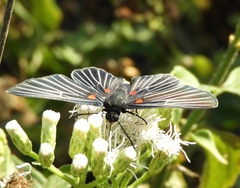 Melanis cephise cephise