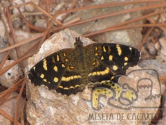 Anthanassa ptolyca amator