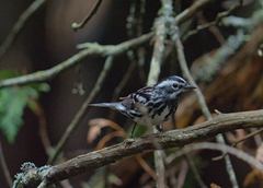 Mniotilta varia image