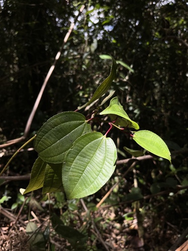 Axinaea scutigera, photograph 3