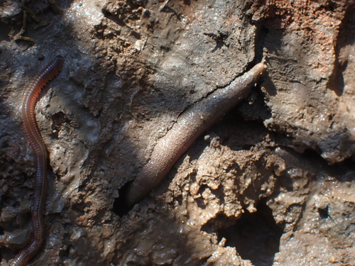 Phascolosoma arcuatum observed 2022-11-17