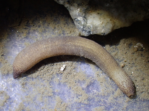 Phascolosoma arcuatum observed 2022-11-17
