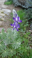 Lupinus pilosus