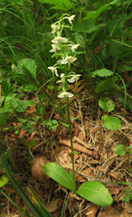 Platanthera densa