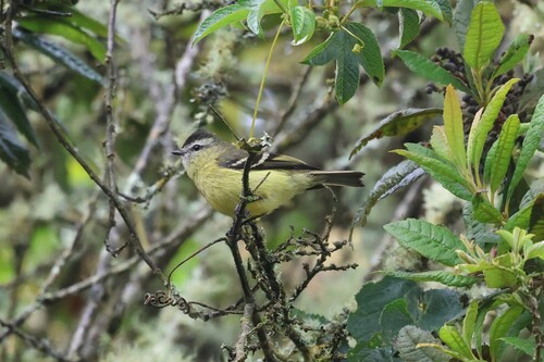 Black-capped Tyrannulet (Tyranniscus nigrocapillus), photo 6