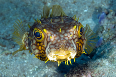 Chilomycterus antillarum