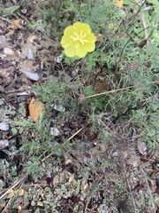 Oenothera hartwegii