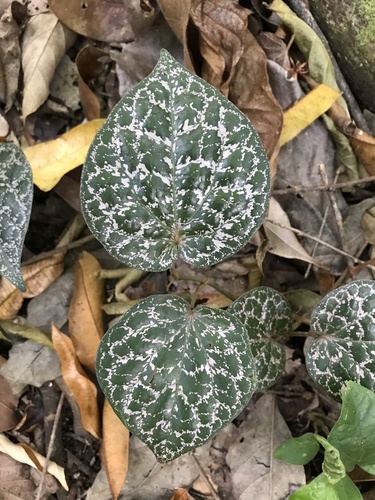 Piper ornatum, photograph 4