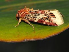 Spodoptera picta