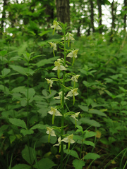 Platanthera densa