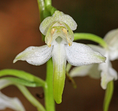 Platanthera densa