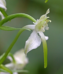 Platanthera densa