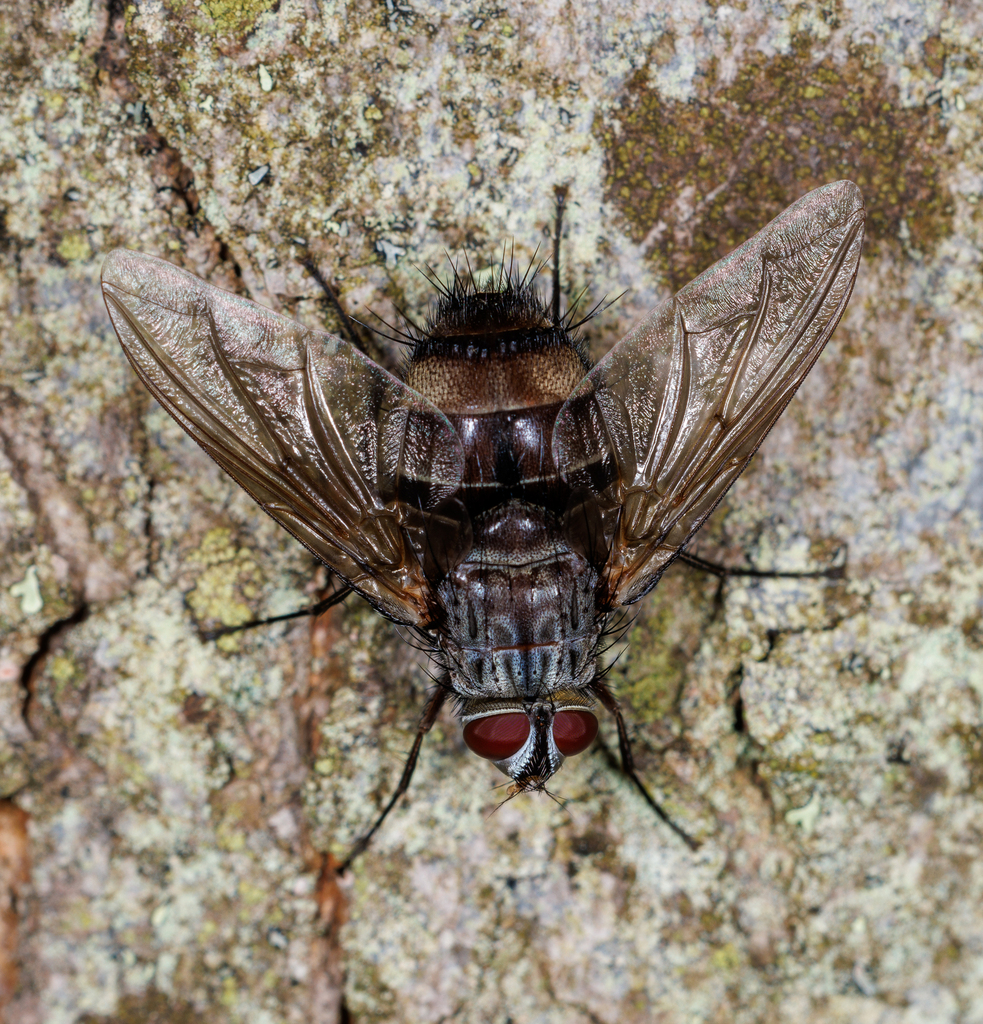 Billaea rutilans