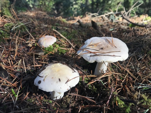 Russula stuntzii image