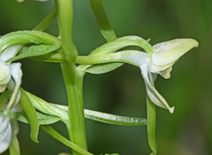 Platanthera densa