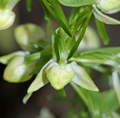 Platanthera densa