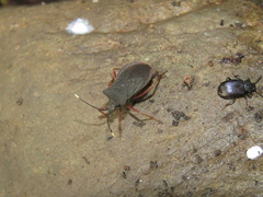Anasa apicalis