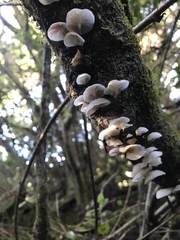 Hemimycena candida image