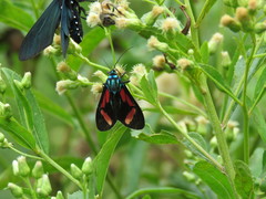Cyanopepla pretiosa