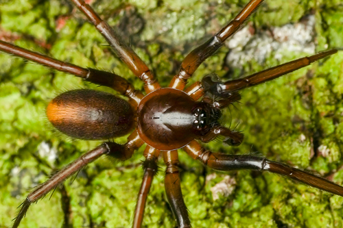 Medmassa insignis