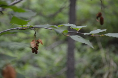 Alnus alnobetula, photograph Ochirnima Nimaev, CC BY, iNaturalist via GBIF