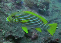 Plectorhinchus polytaenia