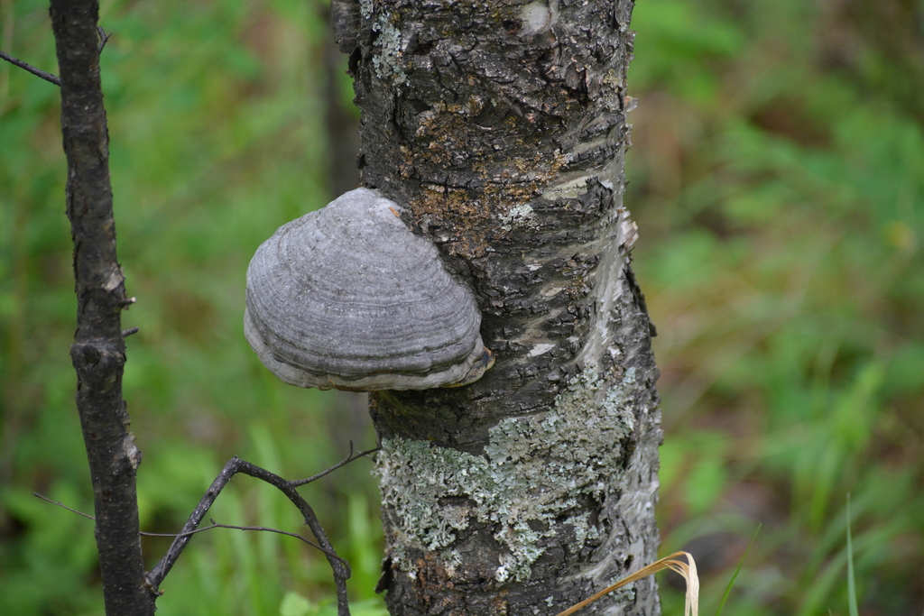 Fomes fomentarius · June 2023 · photo: © ochirnima_nimaev (iNaturalist, cc-by)