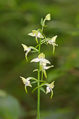 Platanthera densa